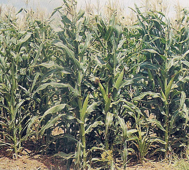 greencornfield.jpg